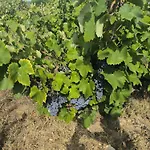 Au Coeur Des Vignes *