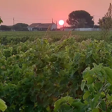 Au Coeur Des Vignes