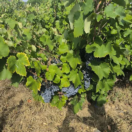 Au Coeur Des Vignes *